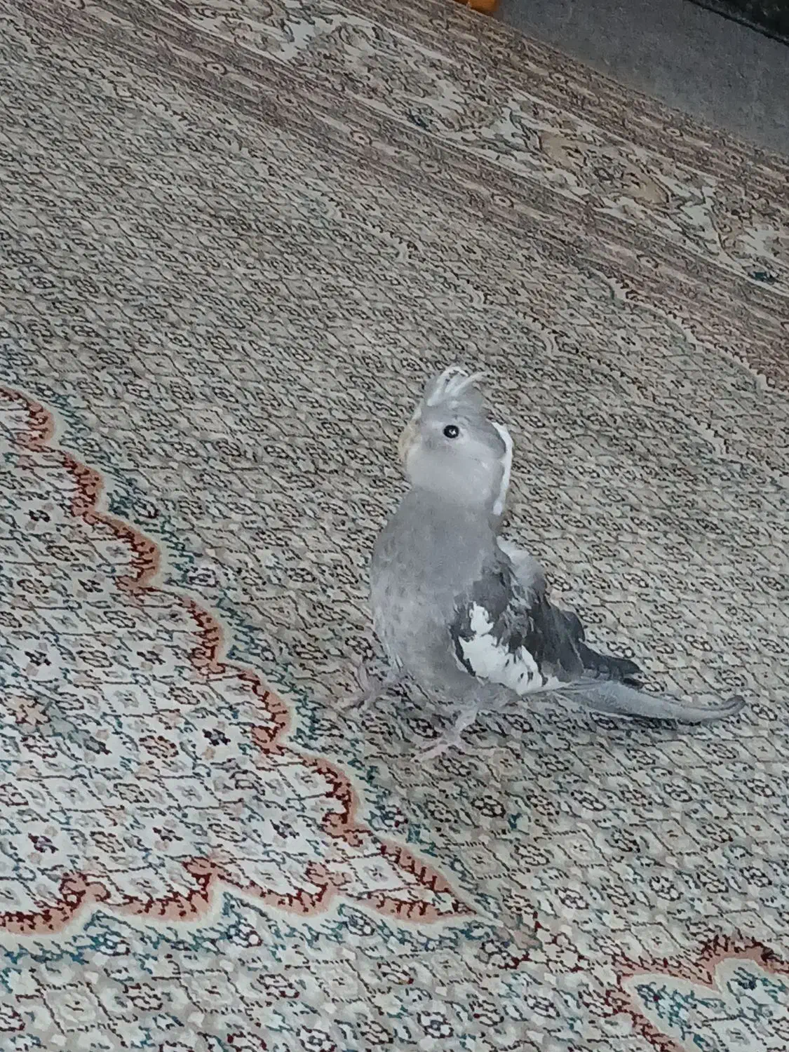 عروس هلندی جفت خورده مولد واقعی|پرنده|اسلامشهر, مظفریه|دیوار