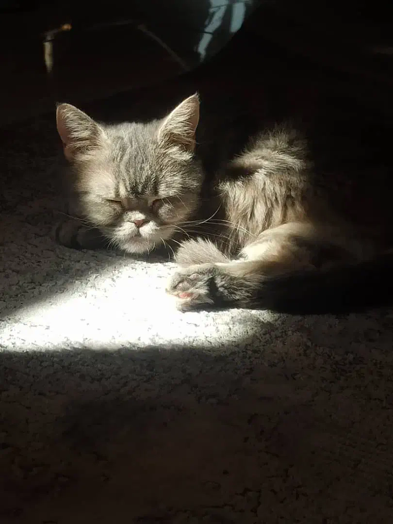 واگزاری گربه اسکاتیش|گربه|ابریشم, |دیوار