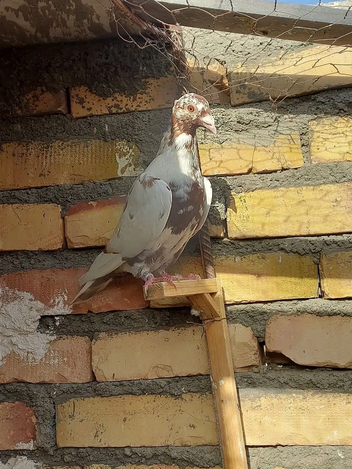 کارل میلمنز|پرنده|تربت جام, ترکمن ها|دیوار