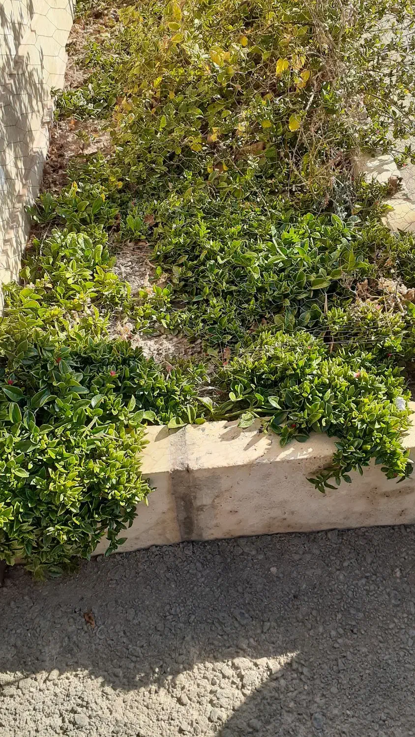 قلمه ناز یخی|گل و گیاه طبیعی|محلات, |دیوار