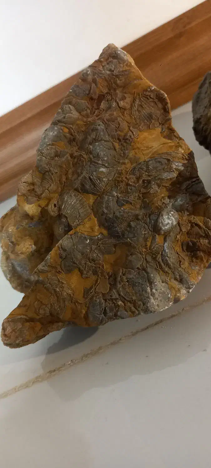 فسیل صدف|کلکسیون اشیاء عتیقه|وحیدیه, |دیوار