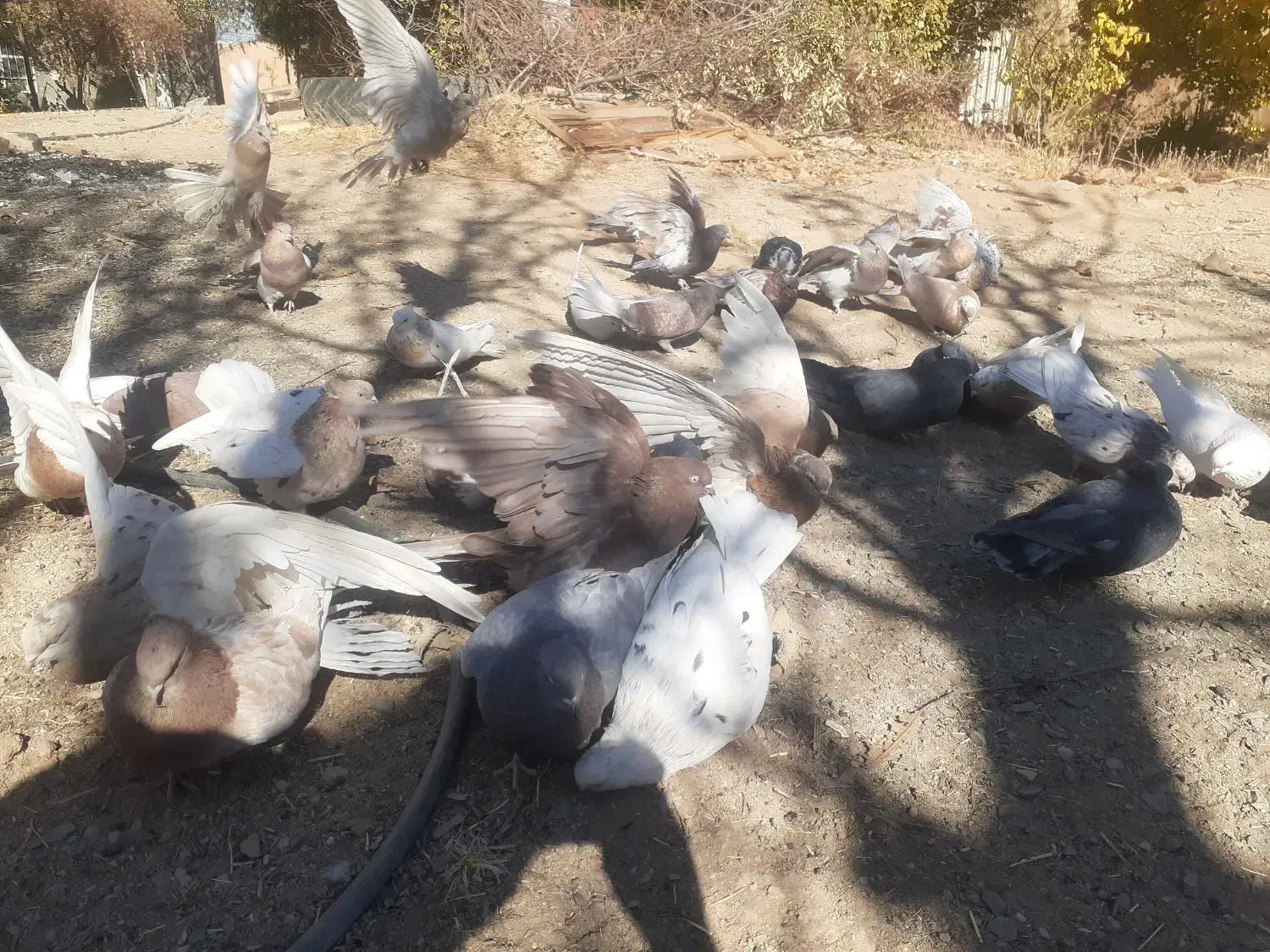 تعداد کبوتر سرور نکریز نک جمفروشی یکجا|پرنده|ساروق, |دیوار