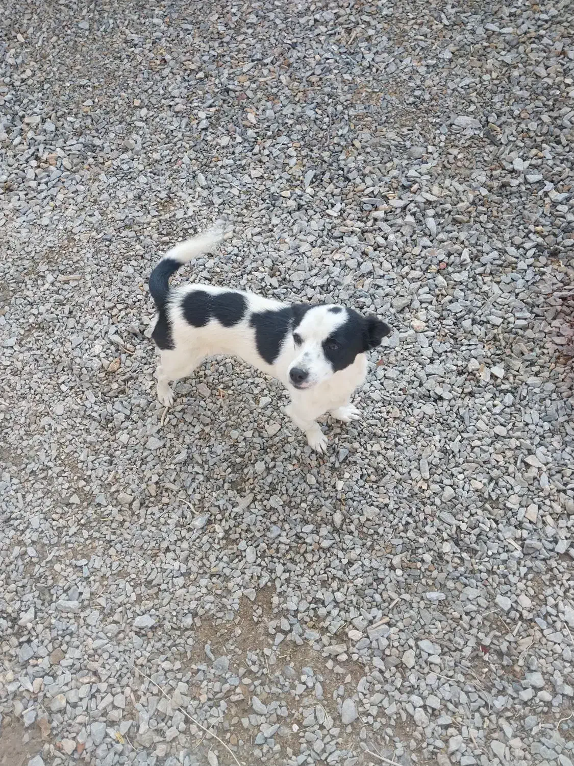 سگ خانگی|سگ|ملکان, |دیوار