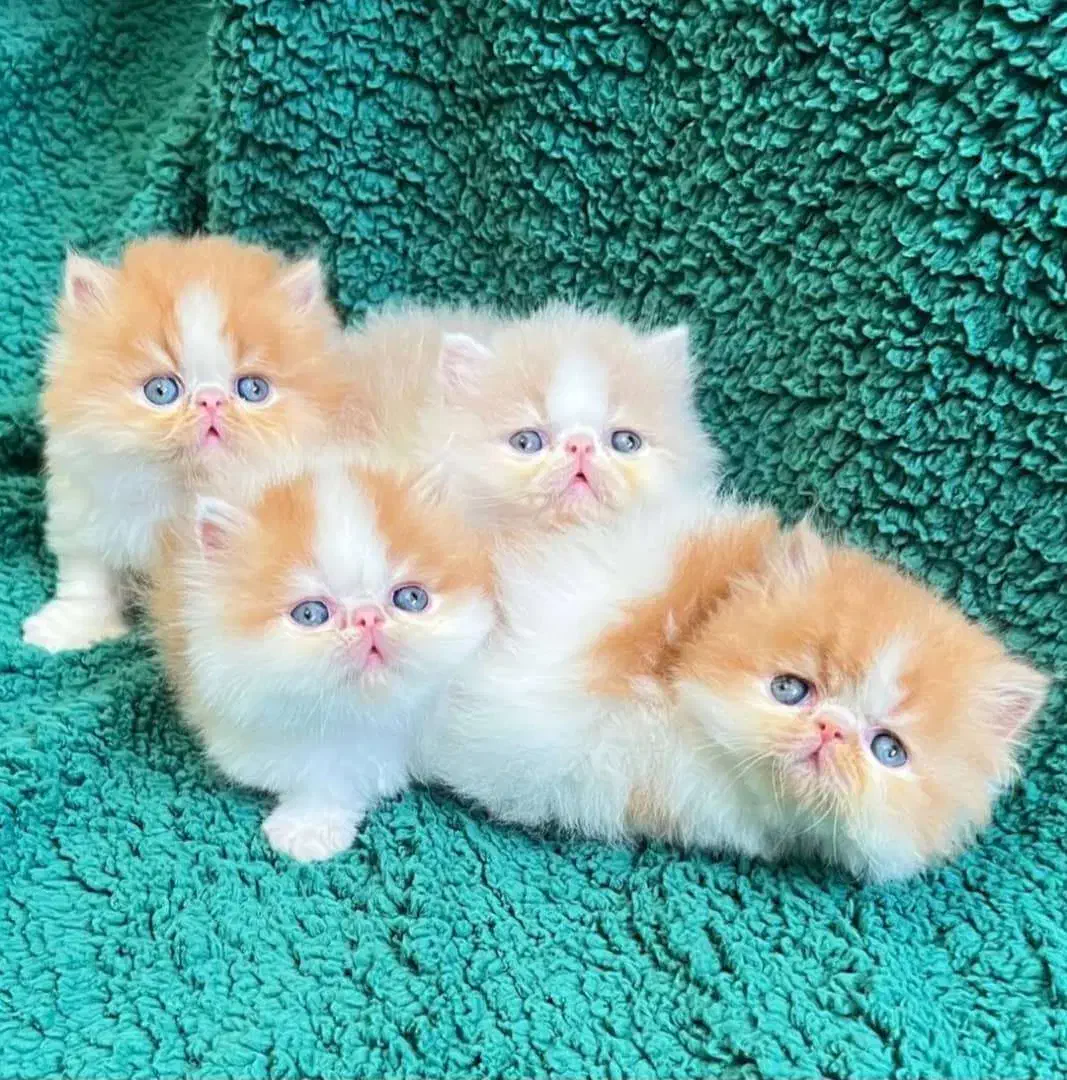 دنیای زیبای پرشین های شجره دار|گربه|شیراز, ارم|دیوار