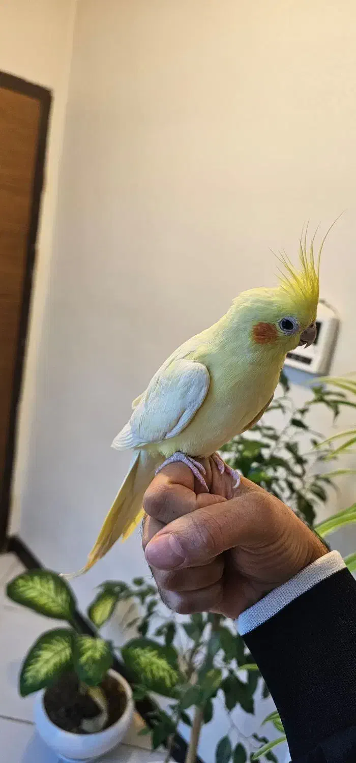 عروس هلندی پاریس ملنگو مرغ مینا طوطی|پرنده|شاهینشهر, فردوسی|دیوار