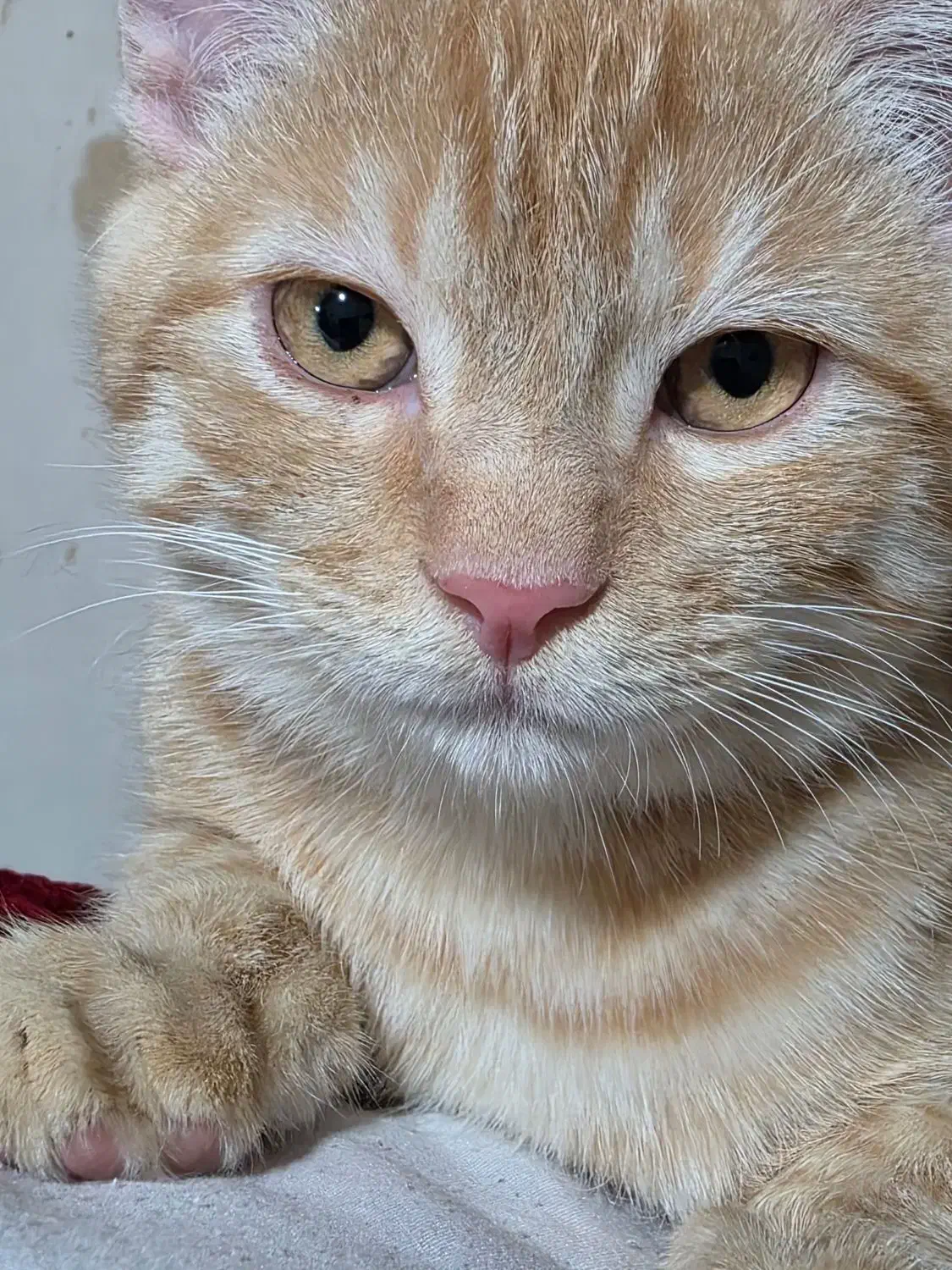 گربه نر میکس پرشین|گربه|تهران, نبی اکرم|دیوار