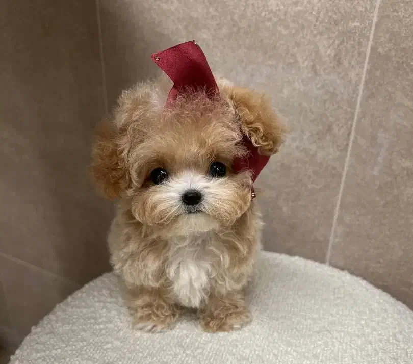 سگ تو جیبی|سگ|شیراز, آبیاری|دیوار