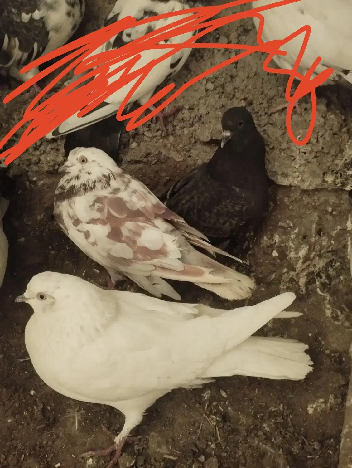 طوقی های اویناق و ساعتی معاوضه با دوبر|پرنده|ویلکیج, |دیوار