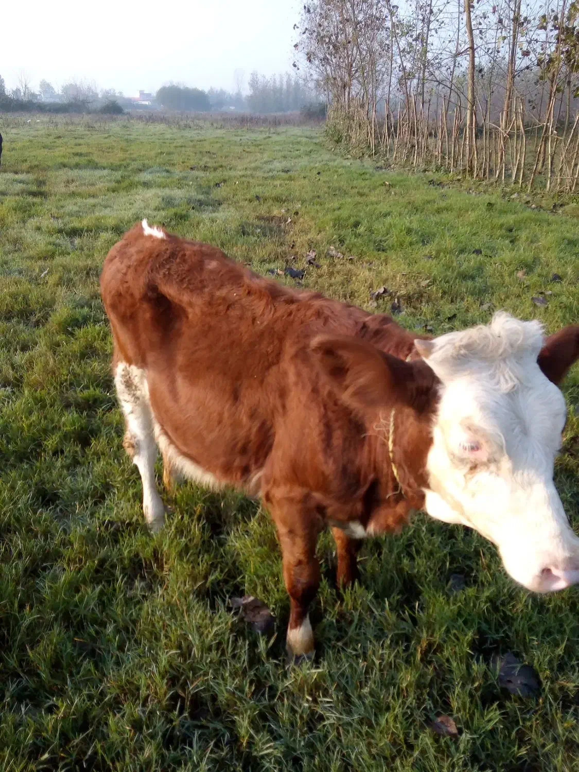 تلیسه سیمینتا ل|حیوانات مزرعه|خشکبیجار, |دیوار