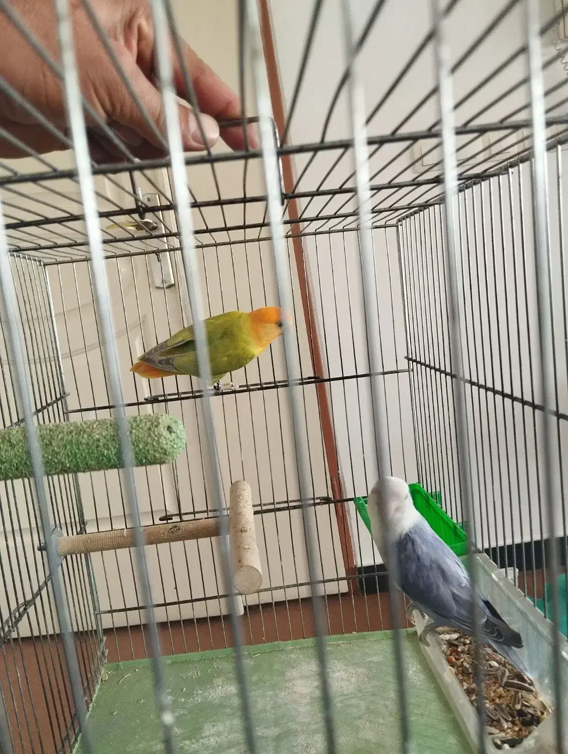 طوطی برزیلی نروماده مولد با پنج عدد تخم|پرنده|سنندج, |دیوار