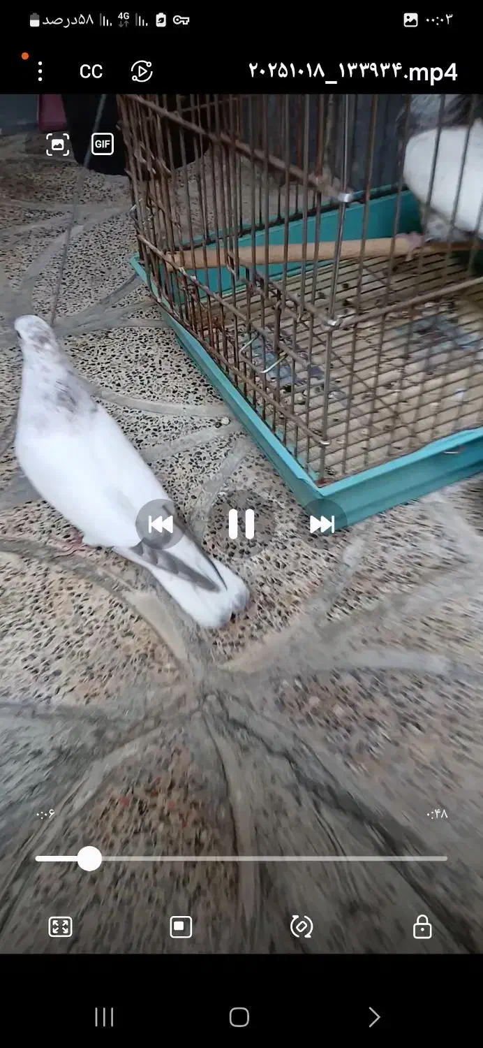 کبوتر گم شده|حیوانات|گرگان, |دیوار