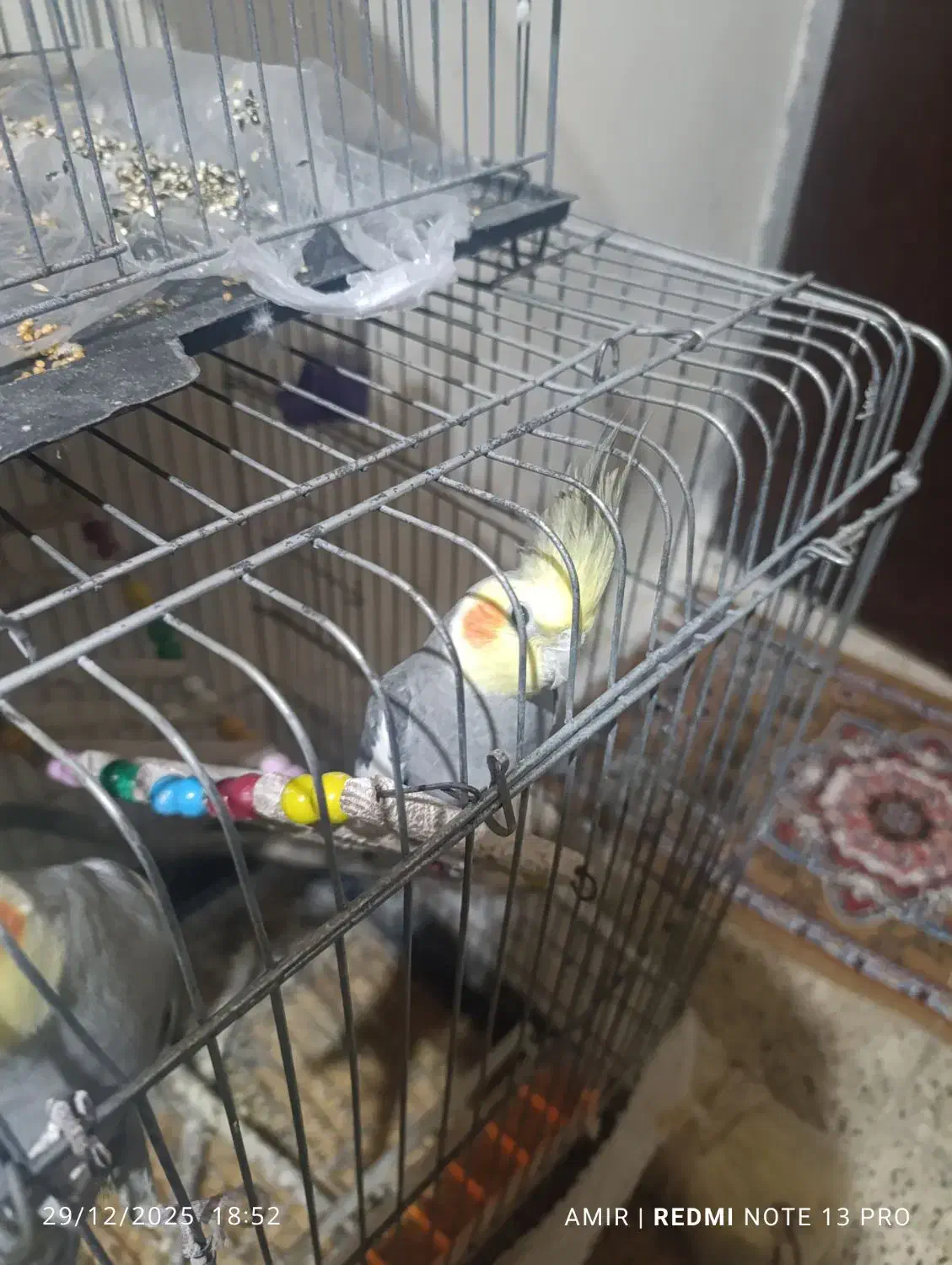 پرنده|پرنده|پره‌سر, |دیوار