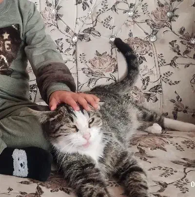 گربه خانگی|گربه|هریس, |دیوار