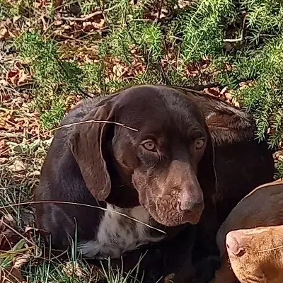 گمشده|حیوانات|گلی داغ, |دیوار