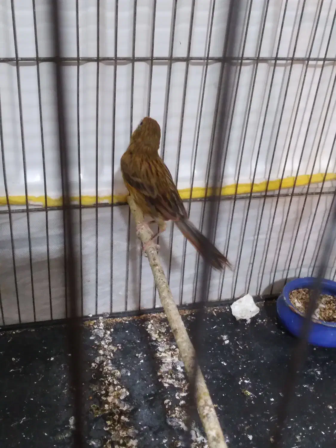 قناری ماده سبز سوخته اماده|پرنده|رودهن, |دیوار