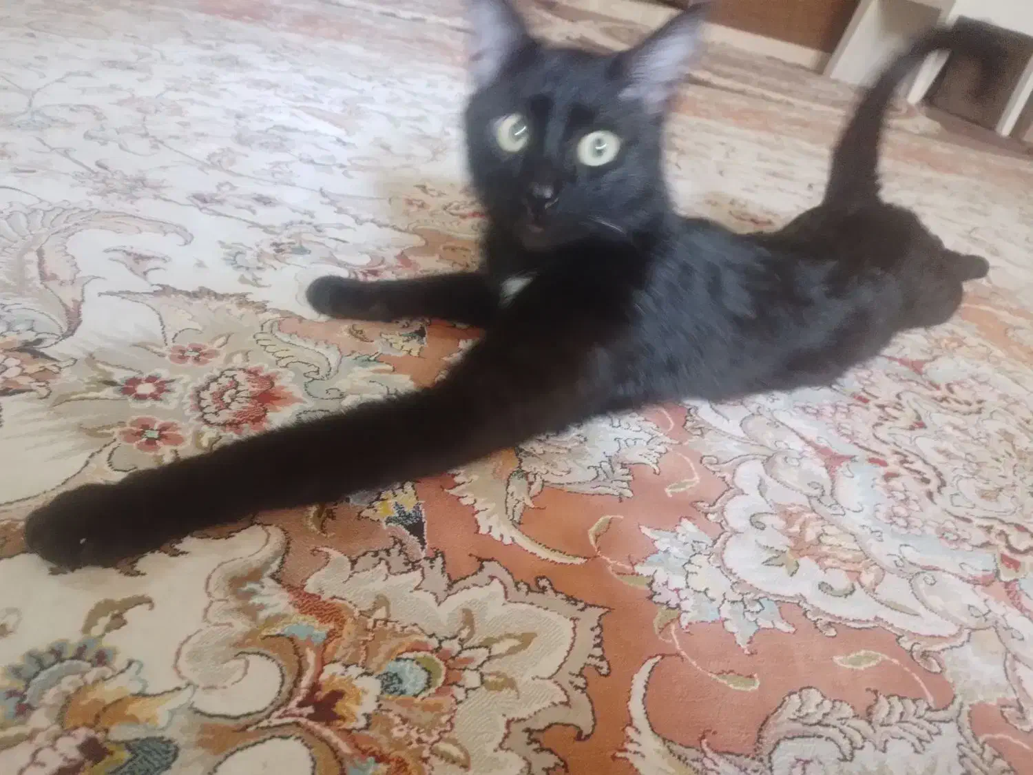 مژدگانی *گمشده گربه* سیاه سینه سفید کشیده لاغر|حیوانات|تبریز, |دیوار