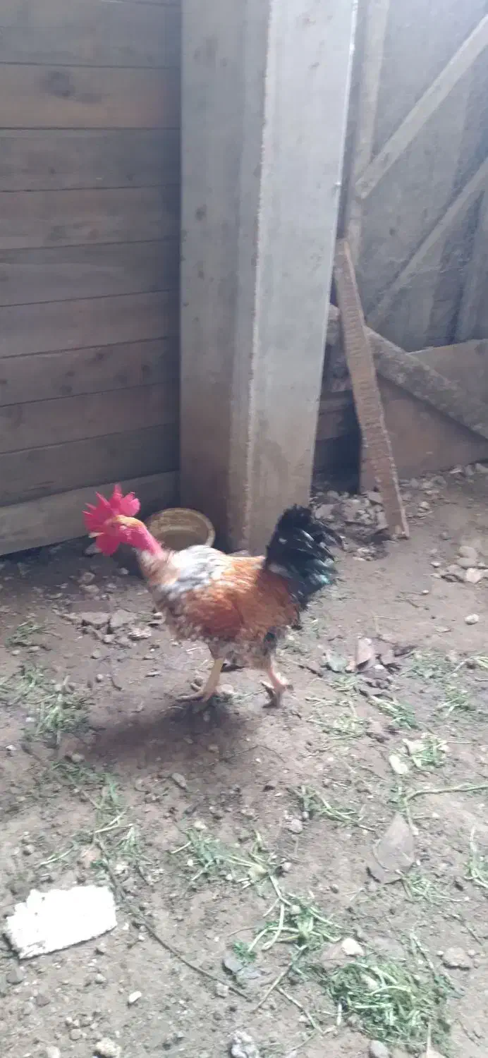 خروس گردن لختی|حیوانات مزرعه|نوشهر, |دیوار