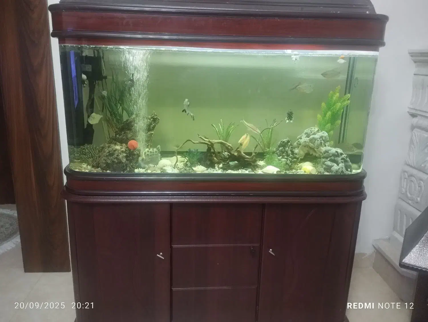 آکواریوم خارجی|ماهی|قزوین, |دیوار