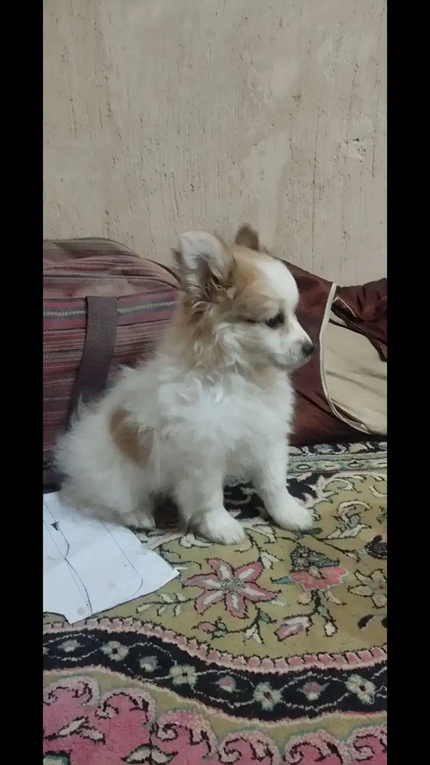 توله پامرخرسی|سگ|خمینی‌شهر, |دیوار