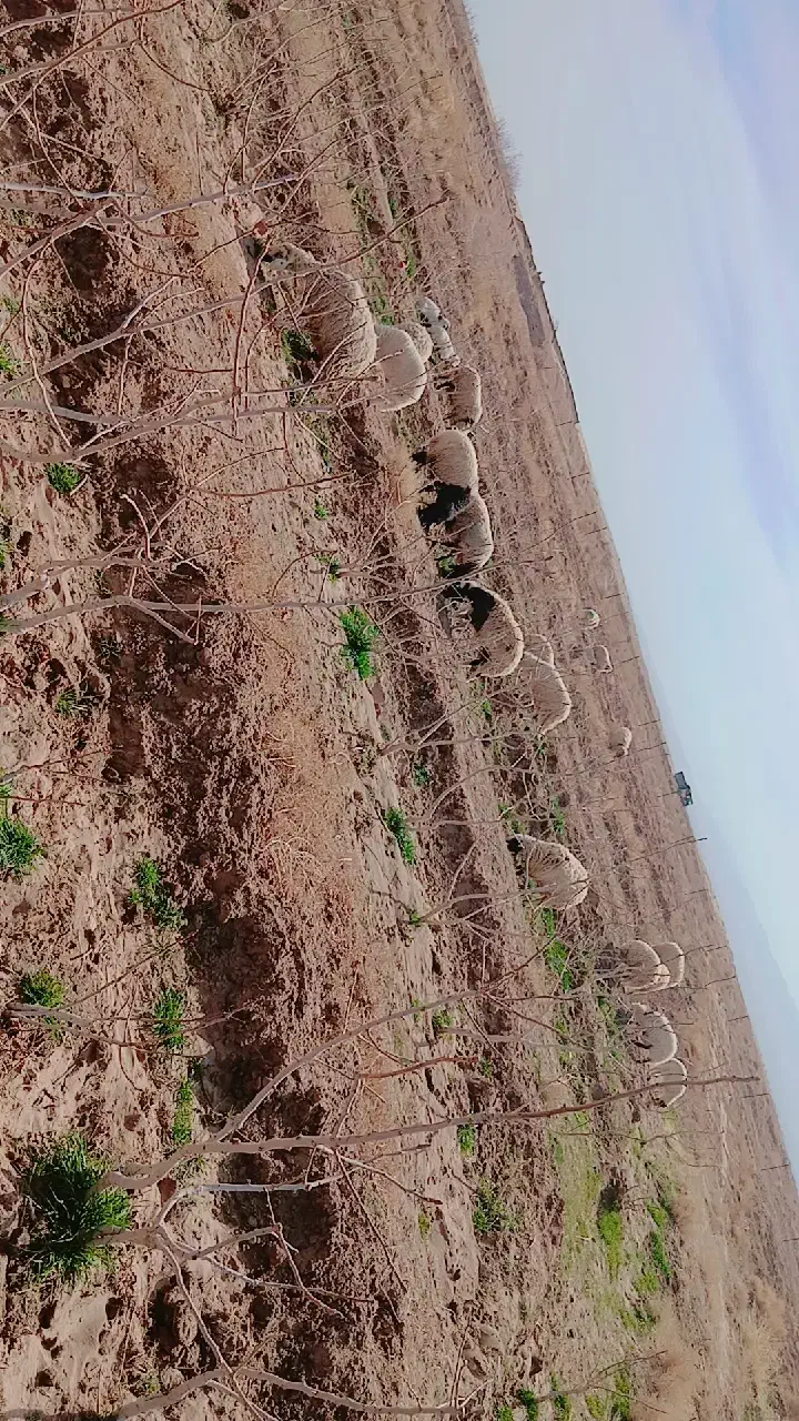 میش بر|حیوانات مزرعه|یزدان شهر, |دیوار