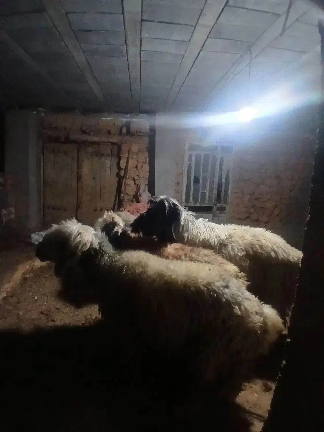 قوچ بختیاری میش رون .وسه راس میش داشتی جوان|حیوانات مزرعه|کامفیروز, |دیوار