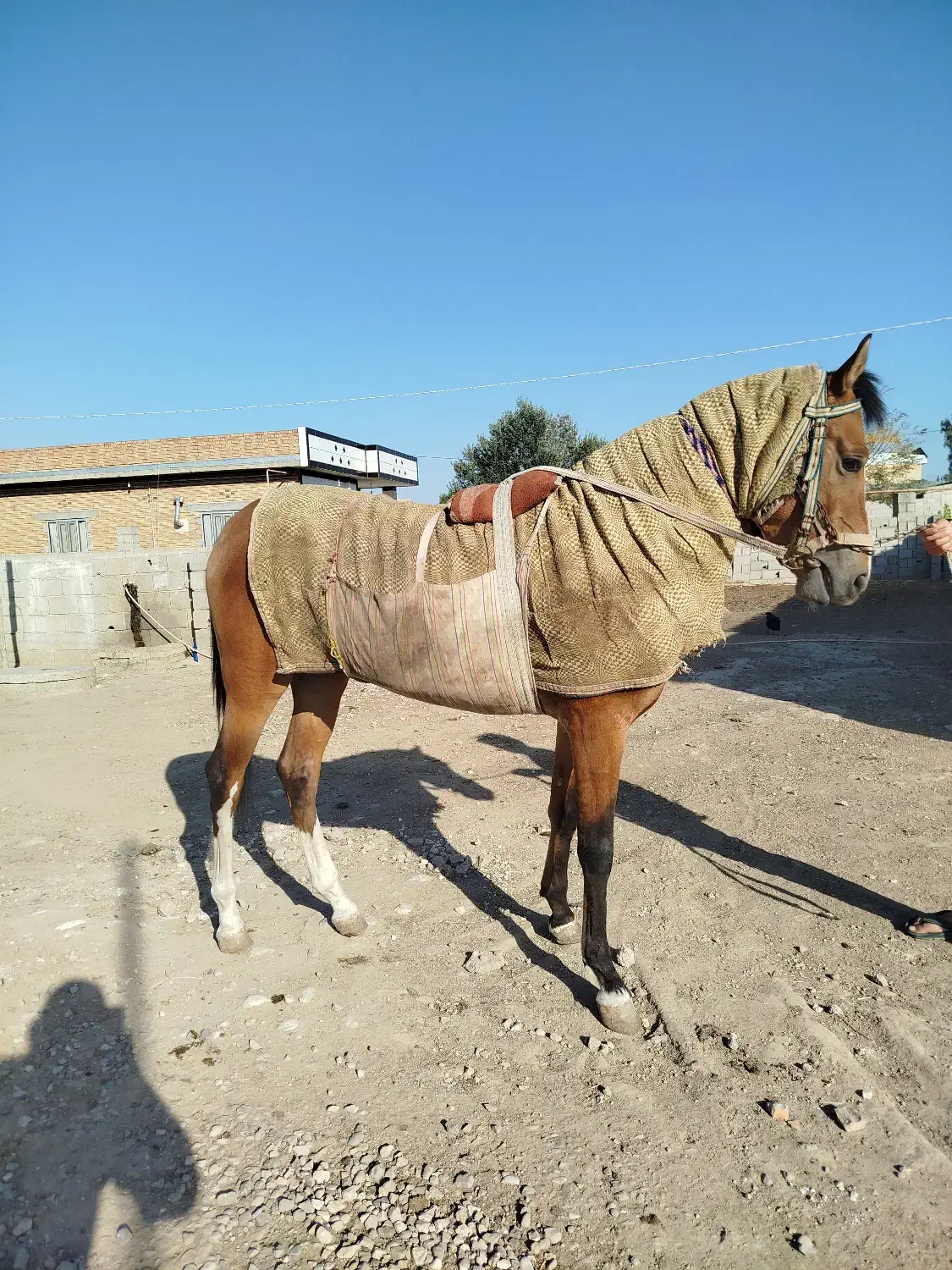 اسب ترکمن کورسی|اسب و تجهیزات اسبسواری|گنبد کاووس, |دیوار