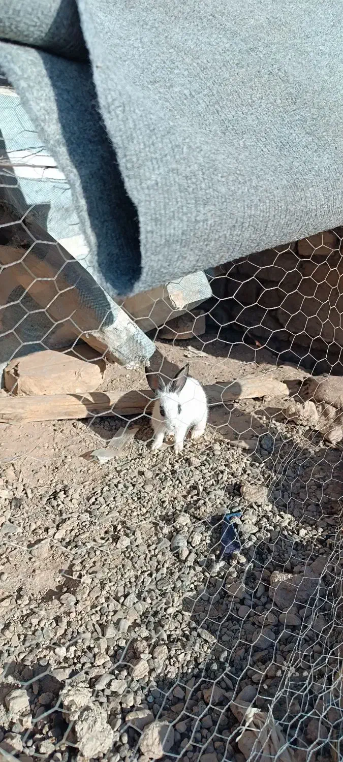 خرگوش بزرگ و بچه خرگوش|موش و خرگوش|کاشان, راوند|دیوار