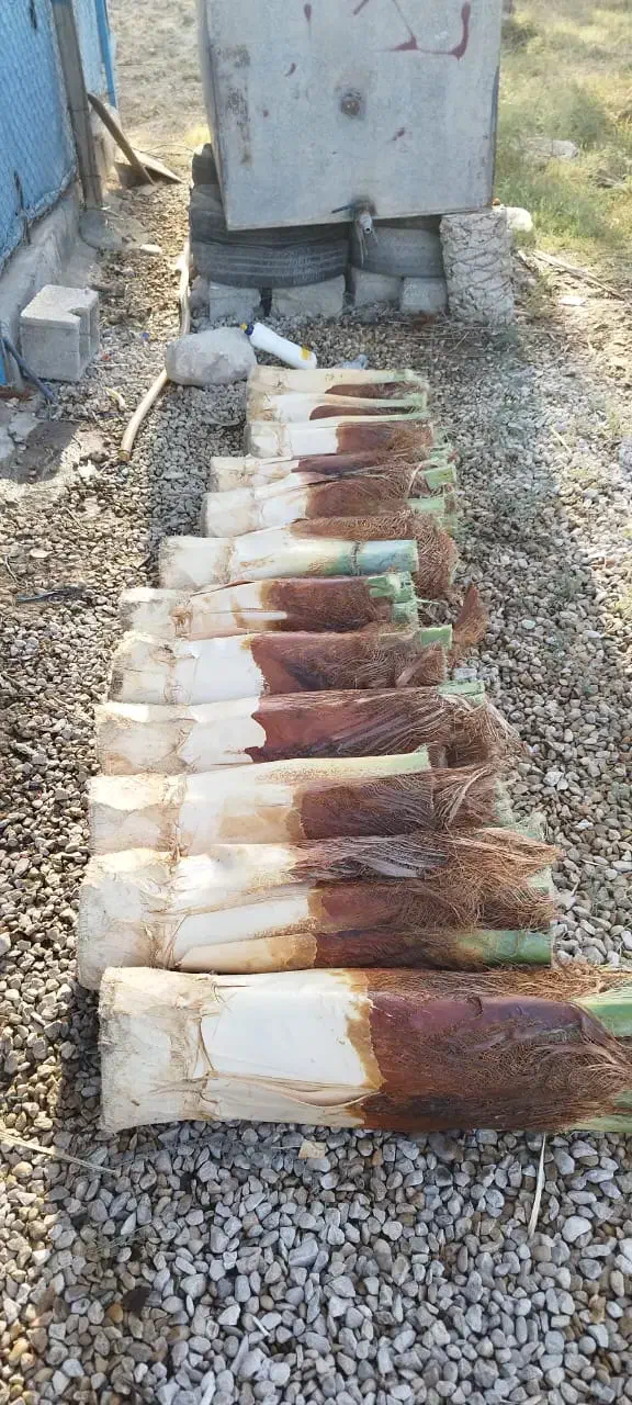 قطع نخل با اره بنزینی ،،زارعی،،|خدمات باغبانی و درختکاری|بوشهر, |دیوار