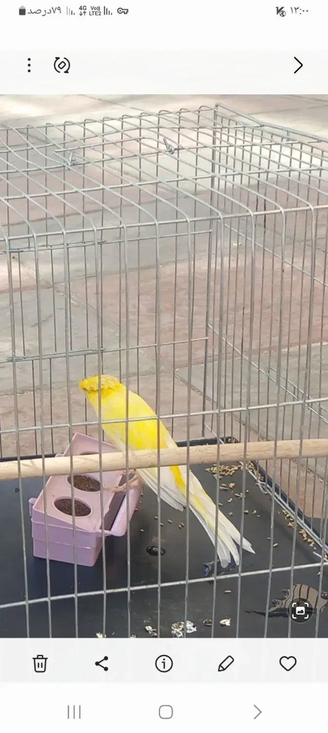 قناری لیمویی نر|پرنده|بم, |دیوار