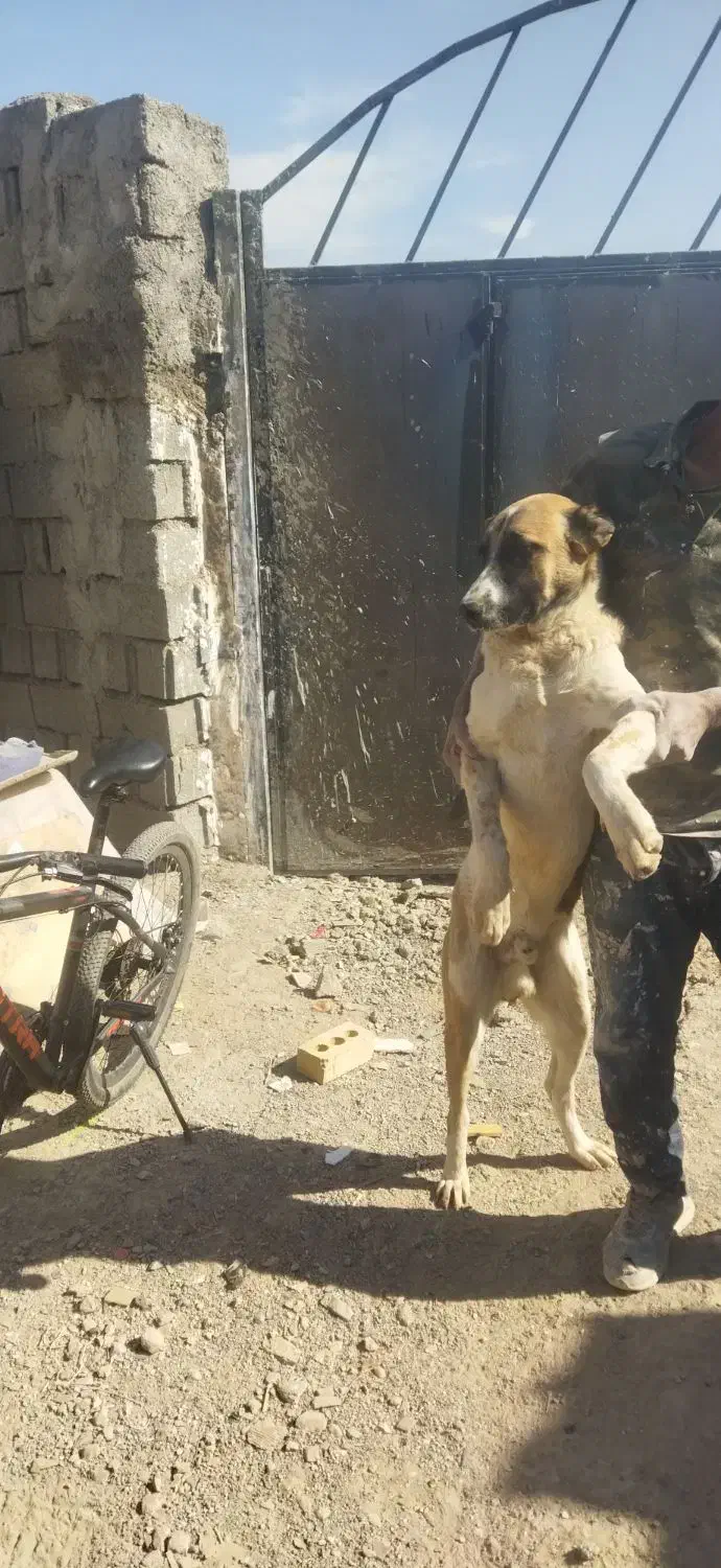 کوچوک 6ماهه گردن کلفت سر کله دار|سگ|مشهد, رباط طرق|دیوار