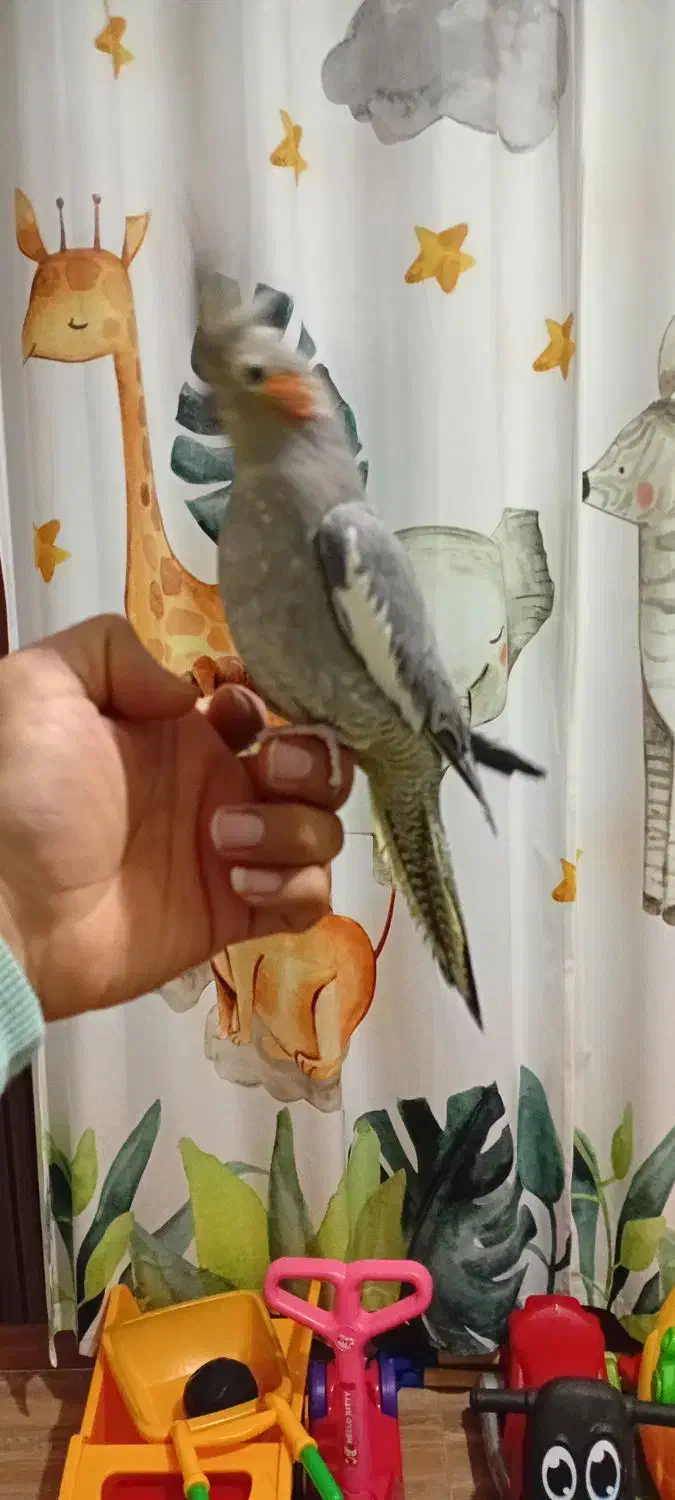 عروس هلندی دستی|پرنده|قلعه نو, |دیوار