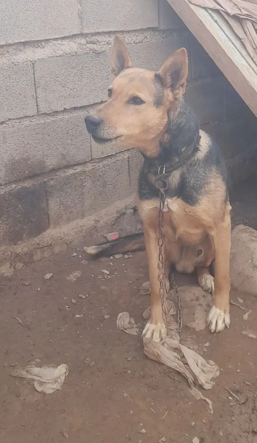 سگ ژرمن|سگ|ملایر, |دیوار