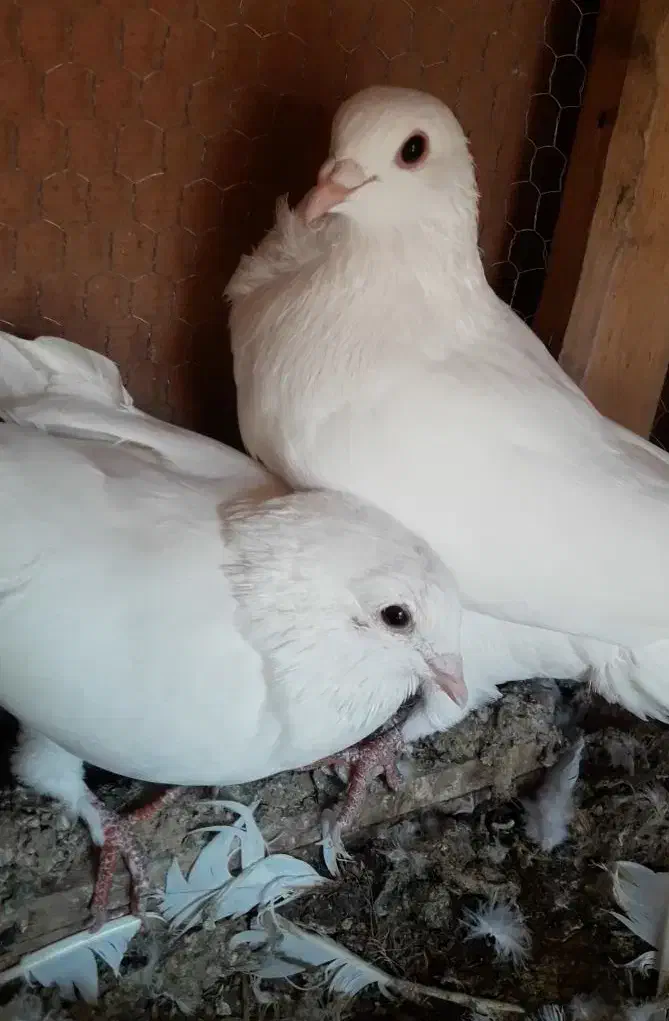 سفید آلمانی نر و ماده|پرنده|جهرم, |دیوار