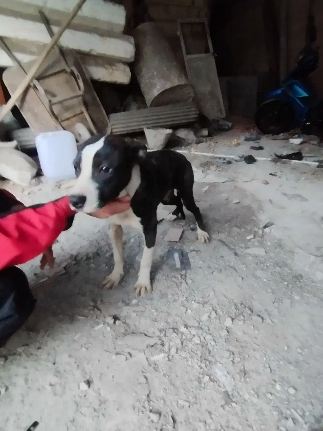 واگذاری|سگ|بهارستان, |دیوار