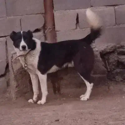 قدرجونی|سگ|تهران, شهرک ولیعصر شمالی|دیوار