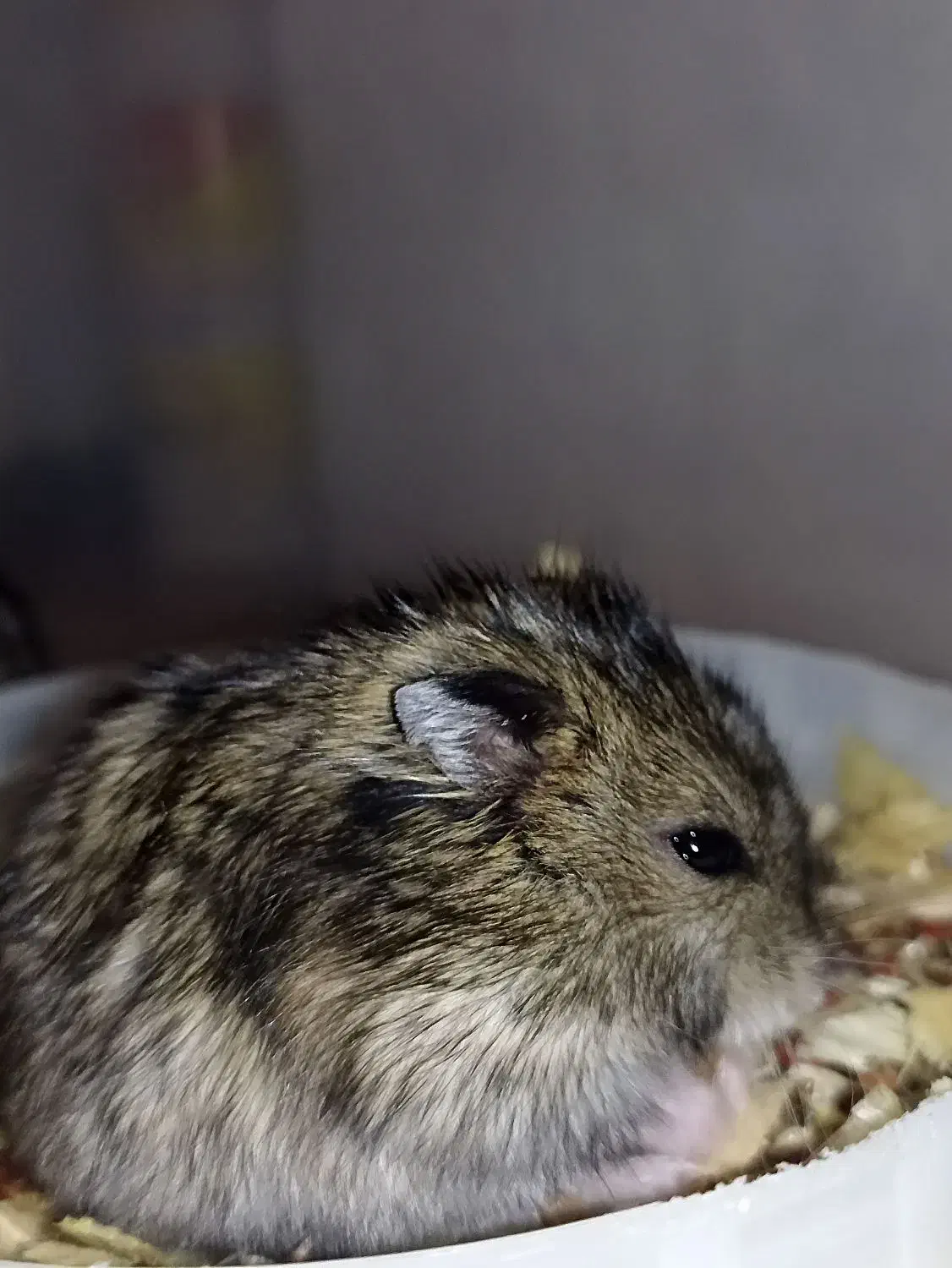 همستر|موش و خرگوش|قدس, شهرقدس|دیوار