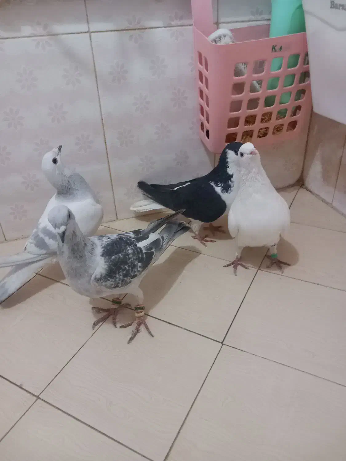 کفتر|پرنده|نیشابور, شهید بهشتی|دیوار