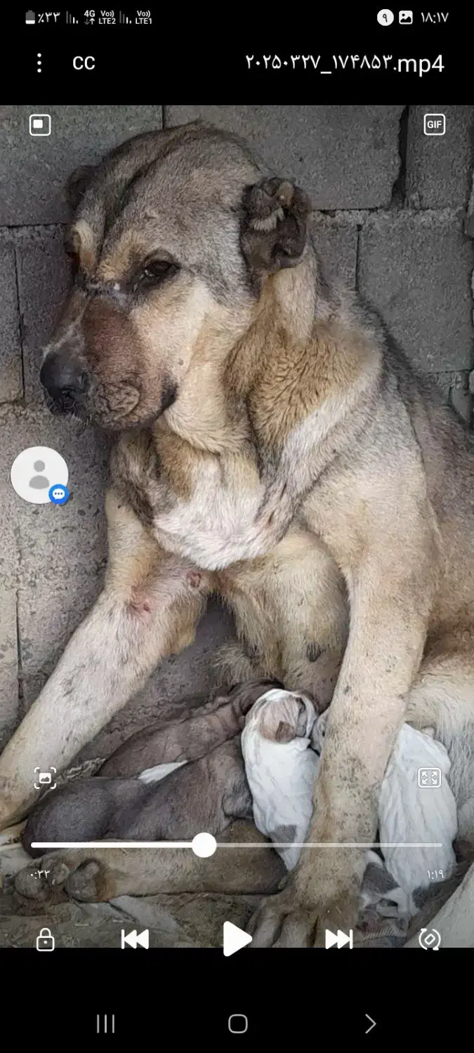 سگ گمشده|حیوانات|گالیکش, |دیوار