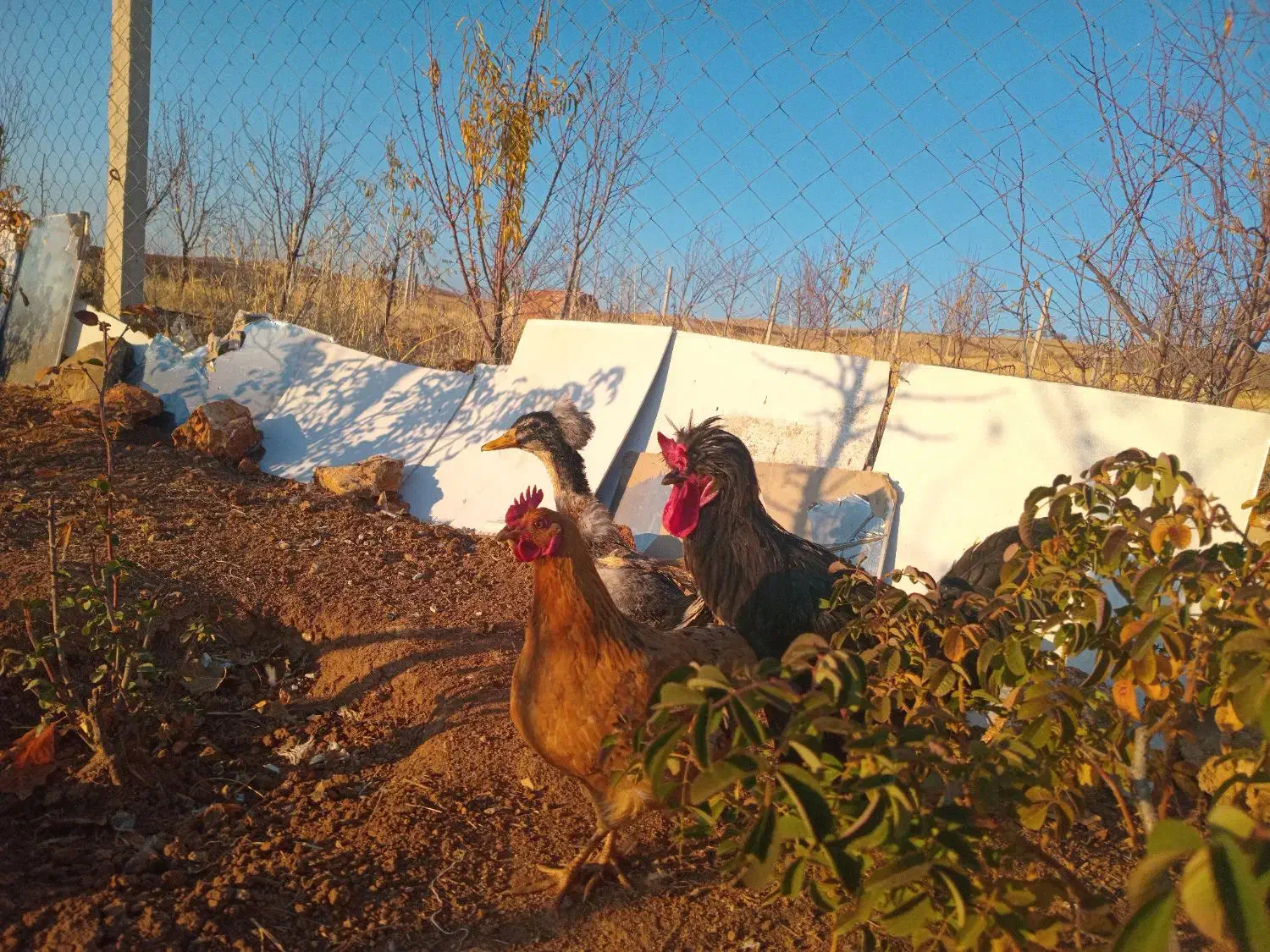 خروس سلطان ومرغ کردی واردک جوان|حیوانات مزرعه|روانسر, |دیوار