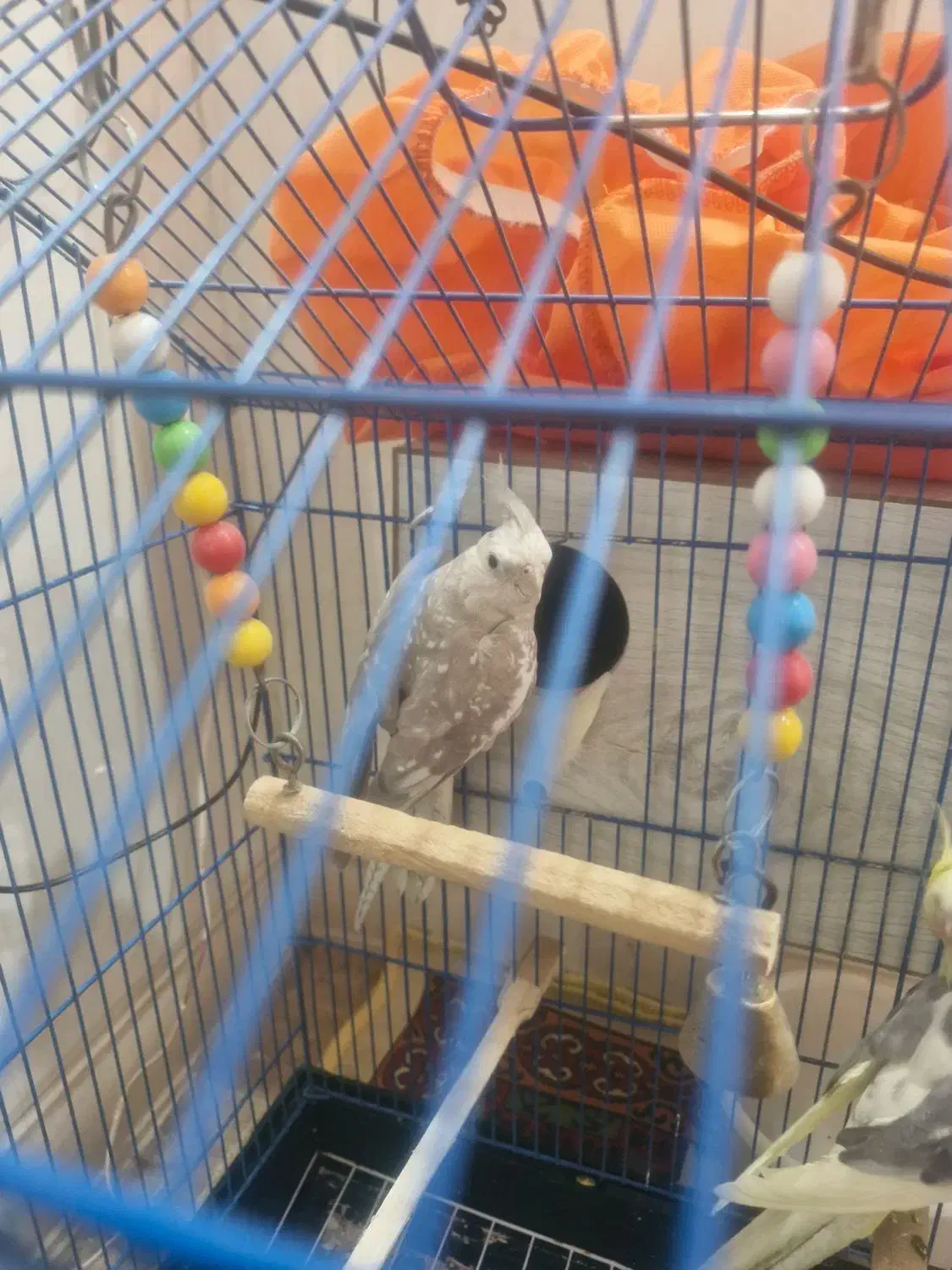 عروس هلندی|پرنده|قم, باجک یک|دیوار