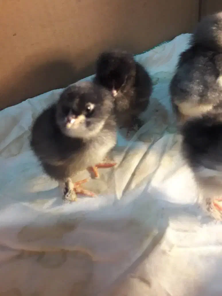 جوجه مرندی کوکو|حیوانات مزرعه|تبریز, |دیوار