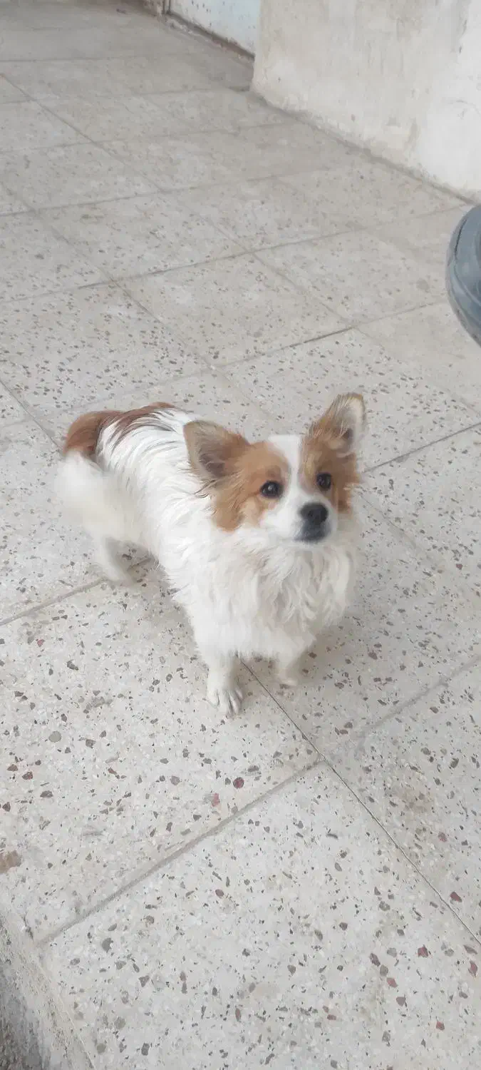 سگ فانتزی اشپیتزو|سگ|قزوین, |دیوار