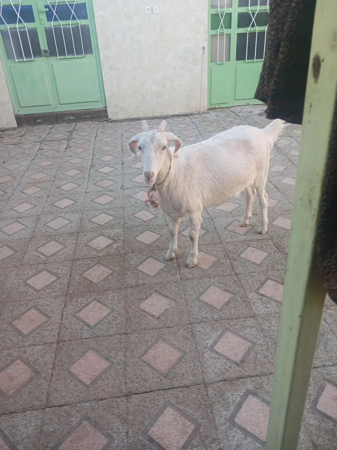 گیسه سانن و دوتا بره نر.راور|حیوانات مزرعه|راور, |دیوار