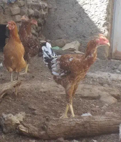 مرغ و خروس خونگی|پرنده|زابل, |دیوار