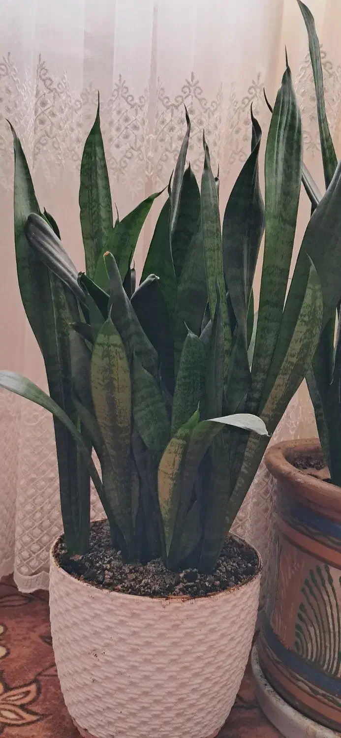 سانسوریا|گل و گیاه طبیعی|کرج, شهرک فهمیده|دیوار