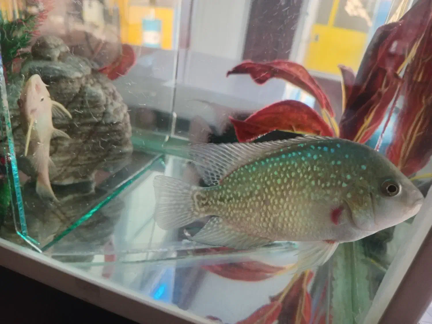 ماهی فلاور کامفار ۴ عدد|ماهی|تهران, خلیج فارس|دیوار