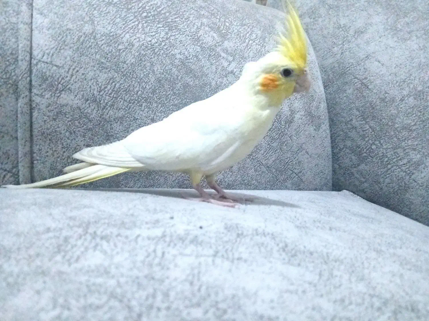 هرکس هلندی نر|پرنده|سرایان, |دیوار