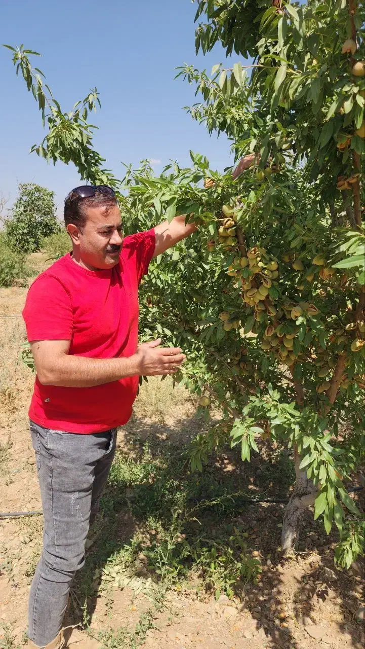 فروش نهال بادام دیرگل|خدمات باغبانی و درختکاری|دهدشت, |دیوار