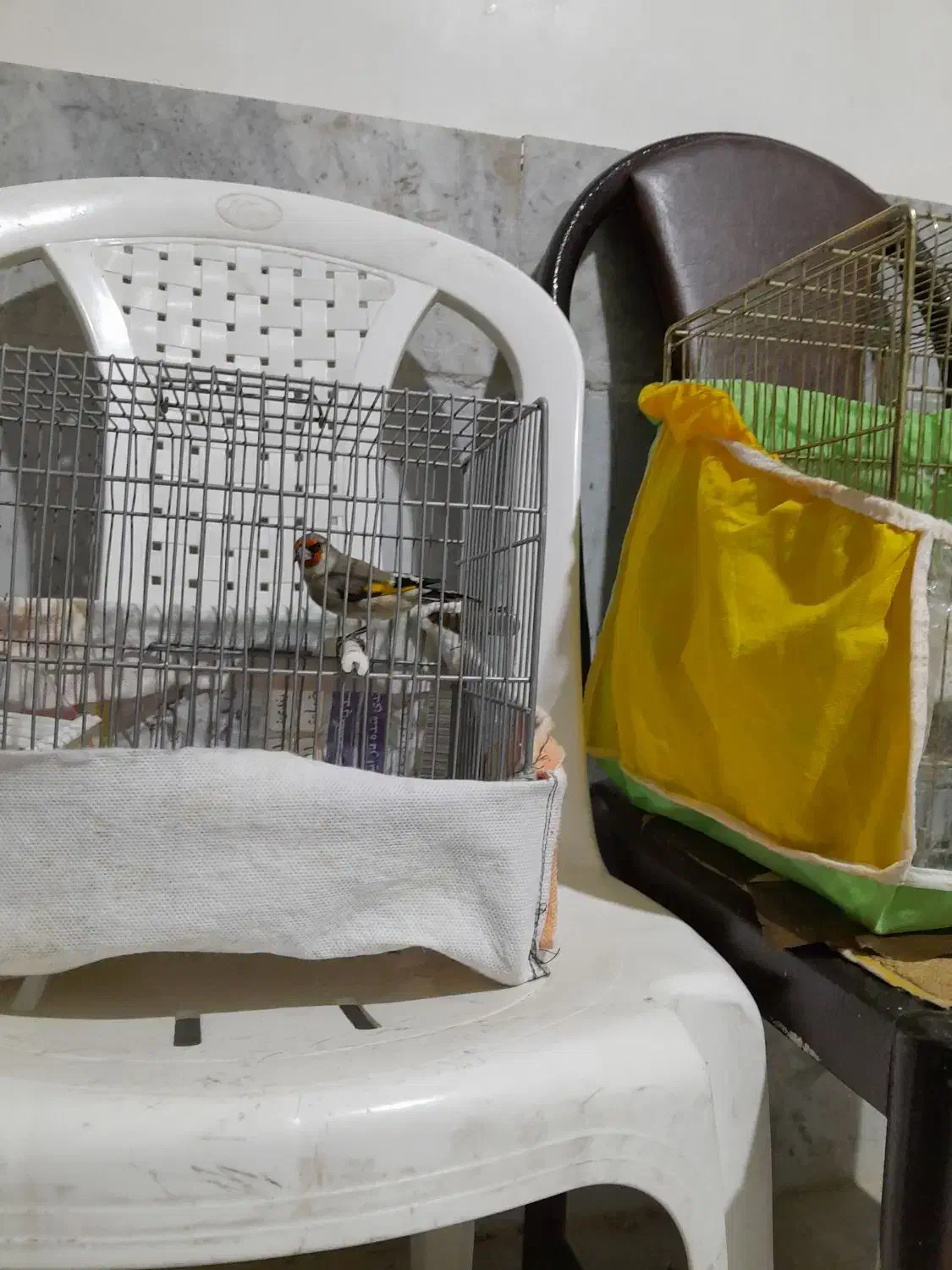 دوعدد سهره نر شلاقی دورگه|پرنده|بجنورد, |دیوار