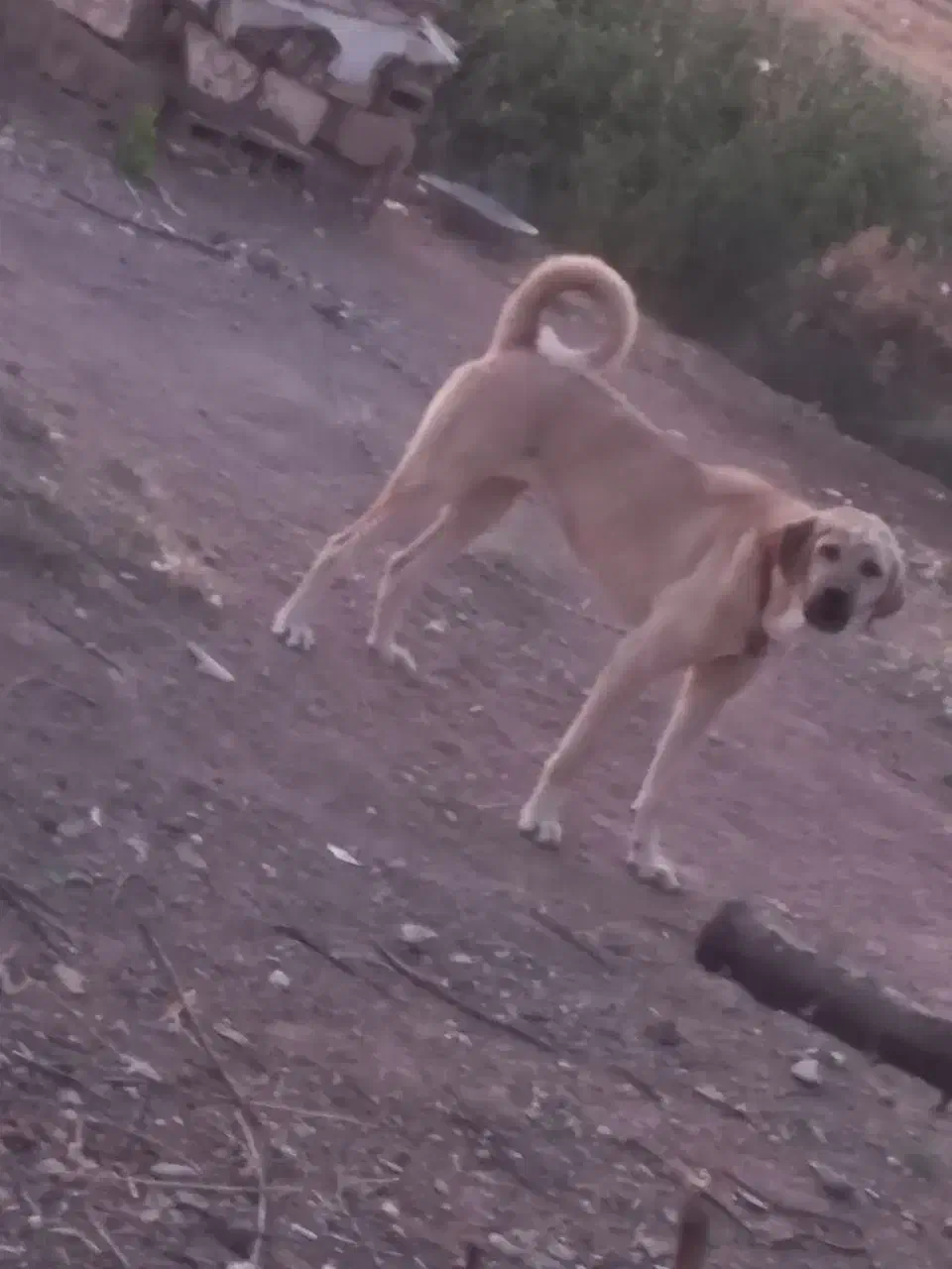 ماده پژدر|سگ|دهگلان, |دیوار